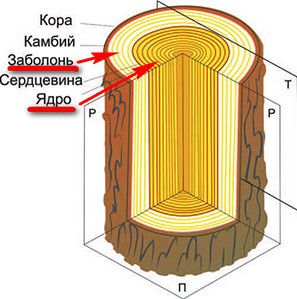 Схема строения дерева